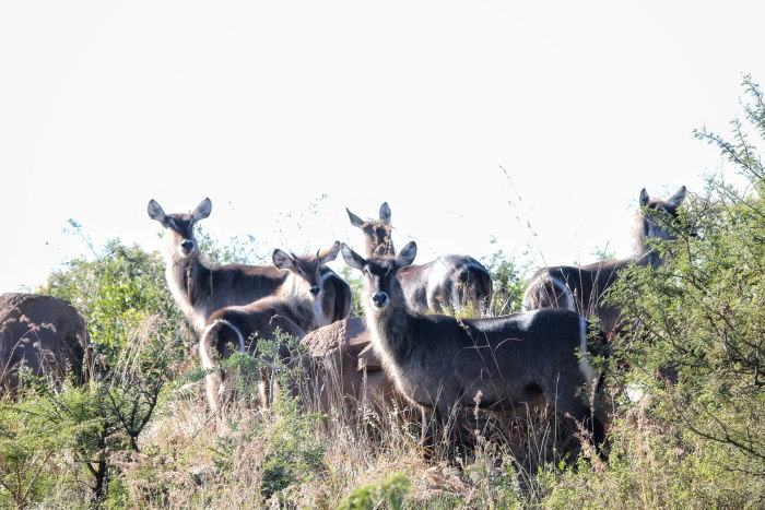 Cheetah Ridge Lodge Waterbuck herd Nambiti Private Game Reserve